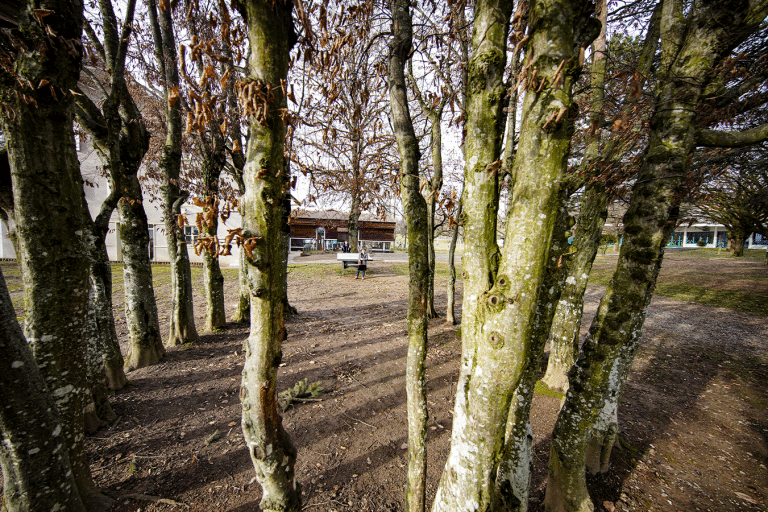 Arbres dans l'espace extérieur du centre de loisirs